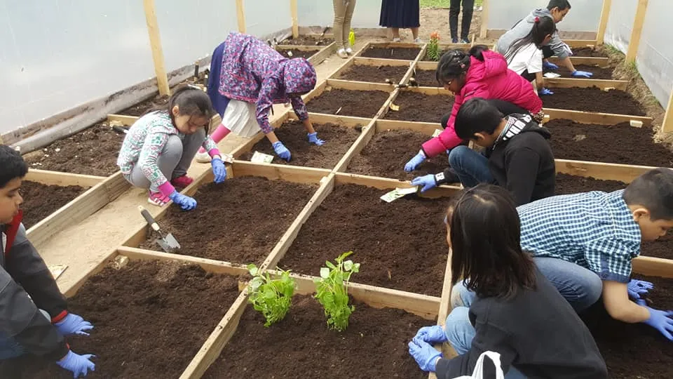 Pupils planting seedlings in raised beds in the school greenhouse